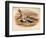 Grey Plover (Squatarola helvetica), Golden Plover (Charadrius pluvialus), 1900, (1900)-Charles Whymper-Framed Giclee Print