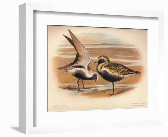 Grey Plover (Squatarola helvetica), Golden Plover (Charadrius pluvialus), 1900, (1900)-Charles Whymper-Framed Giclee Print