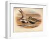 Grey Plover (Squatarola helvetica), Golden Plover (Charadrius pluvialus), 1900, (1900)-Charles Whymper-Framed Giclee Print