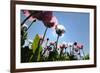 Grey Poppy Seed, Austria, Forest Quarter, Mountain Salling-Volker Preusser-Framed Photographic Print