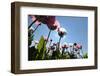 Grey Poppy Seed, Austria, Forest Quarter, Mountain Salling-Volker Preusser-Framed Photographic Print