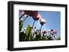 Grey Poppy Seed, Austria, Forest Quarter, Mountain Salling-Volker Preusser-Framed Photographic Print