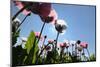 Grey Poppy Seed, Austria, Forest Quarter, Mountain Salling-Volker Preusser-Mounted Photographic Print