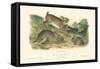 Grey Rabbit-John James Audubon-Framed Stretched Canvas