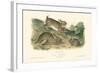 Grey Rabbit-John James Audubon-Framed Art Print