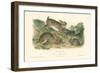 Grey Rabbit-John James Audubon-Framed Art Print