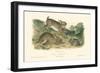 Grey Rabbit-John James Audubon-Framed Art Print