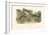 Grey Rabbit-John James Audubon-Framed Art Print