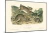 Grey Rabbit-John James Audubon-Mounted Art Print