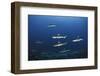 Grey Reef Shark Carcharhinus Amblyrhynchos-nitrogenic.com-Framed Photographic Print