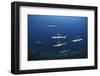 Grey Reef Shark Carcharhinus Amblyrhynchos-nitrogenic.com-Framed Photographic Print