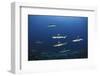 Grey Reef Shark Carcharhinus Amblyrhynchos-nitrogenic.com-Framed Photographic Print