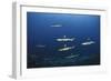 Grey Reef Shark Carcharhinus Amblyrhynchos-nitrogenic.com-Framed Photographic Print