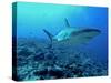Grey Reef Shark Close-Up, Potentially Dangerous-null-Stretched Canvas