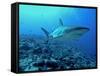 Grey Reef Shark Close-Up, Potentially Dangerous-null-Framed Stretched Canvas