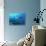 Grey Reef Shark Close-Up, Potentially Dangerous-null-Stretched Canvas displayed on a wall