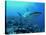 Grey Reef Shark Close-Up, Potentially Dangerous-null-Stretched Canvas