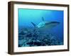 Grey Reef Shark Close-Up, Potentially Dangerous-null-Framed Photographic Print