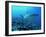 Grey Reef Shark Close-Up, Potentially Dangerous-null-Framed Photographic Print