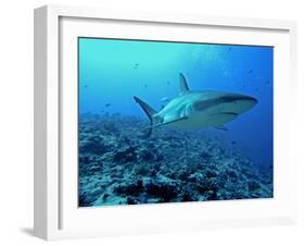 Grey Reef Shark Close-Up, Potentially Dangerous-null-Framed Photographic Print