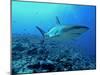 Grey Reef Shark Close-Up, Potentially Dangerous-null-Mounted Photographic Print