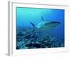 Grey Reef Shark Close-Up, Potentially Dangerous-null-Framed Photographic Print