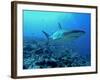 Grey Reef Shark Close-Up, Potentially Dangerous-null-Framed Photographic Print