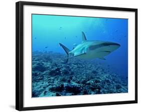 Grey Reef Shark Close-Up, Potentially Dangerous-null-Framed Photographic Print