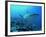 Grey Reef Shark Close-Up, Potentially Dangerous-null-Framed Photographic Print