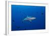 Grey Reef Shark Patrolling in Blue Water, Palau, Micronesia-Stocktrek Images-Framed Photographic Print