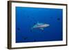 Grey Reef Shark Patrolling in Blue Water, Palau, Micronesia-Stocktrek Images-Framed Photographic Print