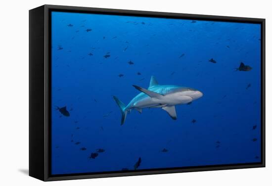 Grey Reef Shark Patrolling in Blue Water, Palau, Micronesia-Stocktrek Images-Framed Stretched Canvas