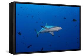 Grey Reef Shark Patrolling in Blue Water, Palau, Micronesia-Stocktrek Images-Framed Stretched Canvas