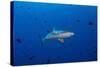 Grey Reef Shark Patrolling in Blue Water, Palau, Micronesia-Stocktrek Images-Stretched Canvas