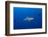 Grey Reef Shark Patrolling in Blue Water, Palau, Micronesia-Stocktrek Images-Framed Photographic Print