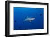 Grey Reef Shark Patrolling in Blue Water, Palau, Micronesia-Stocktrek Images-Framed Photographic Print