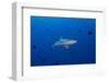 Grey Reef Shark Patrolling in Blue Water, Palau, Micronesia-Stocktrek Images-Framed Photographic Print