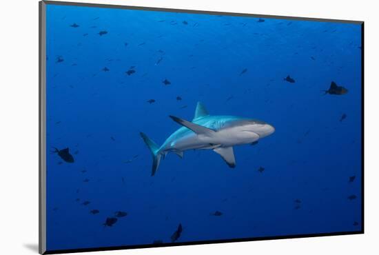 Grey Reef Shark Patrolling in Blue Water, Palau, Micronesia-Stocktrek Images-Mounted Photographic Print