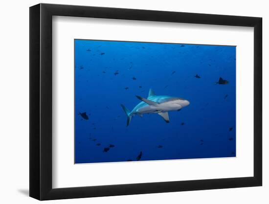 Grey Reef Shark Patrolling in Blue Water, Palau, Micronesia-Stocktrek Images-Framed Premium Photographic Print