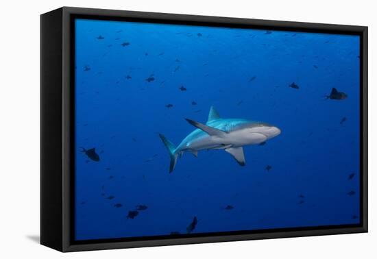 Grey Reef Shark Patrolling in Blue Water, Palau, Micronesia-Stocktrek Images-Framed Stretched Canvas