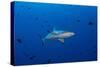 Grey Reef Shark Patrolling in Blue Water, Palau, Micronesia-Stocktrek Images-Stretched Canvas