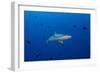 Grey Reef Shark Patrolling in Blue Water, Palau, Micronesia-Stocktrek Images-Framed Photographic Print