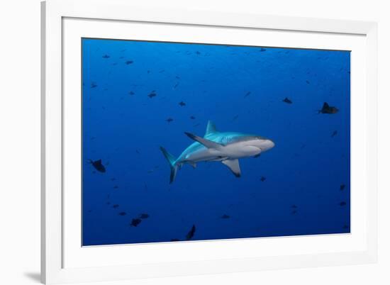 Grey Reef Shark Patrolling in Blue Water, Palau, Micronesia-Stocktrek Images-Framed Photographic Print