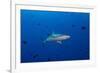 Grey Reef Shark Patrolling in Blue Water, Palau, Micronesia-Stocktrek Images-Framed Photographic Print