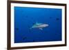 Grey Reef Shark Patrolling in Blue Water, Palau, Micronesia-Stocktrek Images-Framed Photographic Print