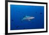 Grey Reef Shark Patrolling in Blue Water, Palau, Micronesia-Stocktrek Images-Framed Photographic Print