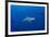 Grey Reef Shark Patrolling in Blue Water, Palau, Micronesia-Stocktrek Images-Framed Photographic Print