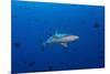 Grey Reef Shark Patrolling in Blue Water, Palau, Micronesia-Stocktrek Images-Mounted Photographic Print