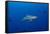 Grey Reef Shark Patrolling in Blue Water, Palau, Micronesia-Stocktrek Images-Framed Stretched Canvas