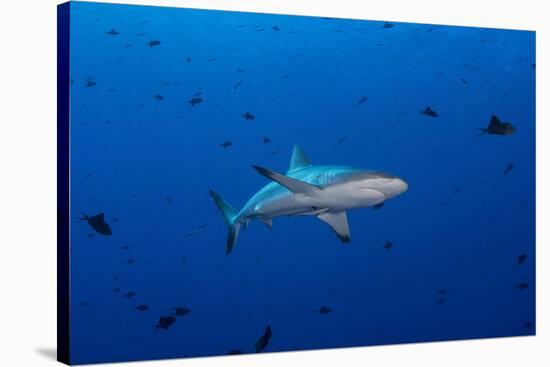 Grey Reef Shark Patrolling in Blue Water, Palau, Micronesia-Stocktrek Images-Stretched Canvas